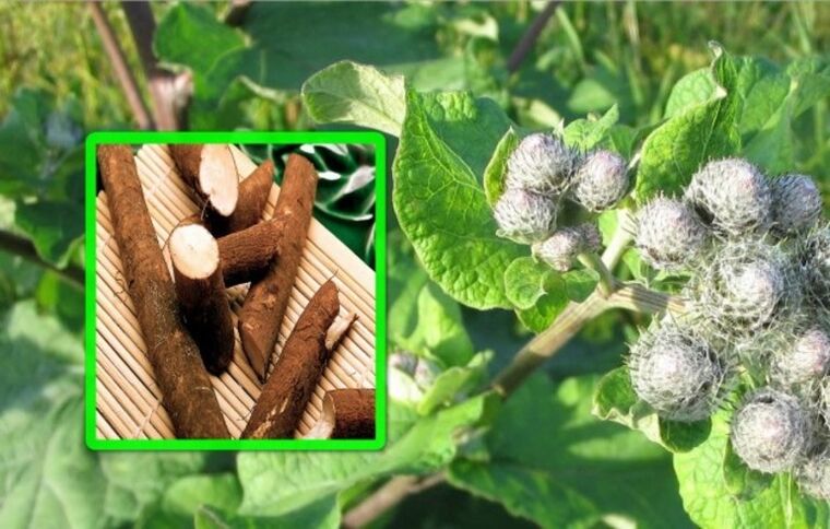Dulavratotu, halk ilaçları kullanılarak diz ekleminin artrozunun tedavisinde oldukça değerlidir. 